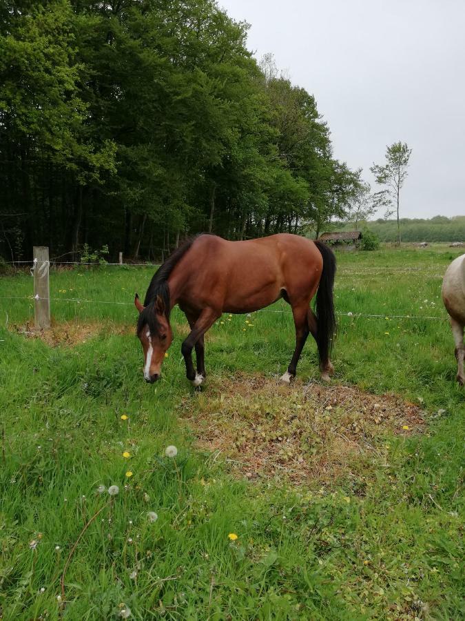Apartamento Tankefuld Living'S Horsefarm Svendborg Exterior foto
